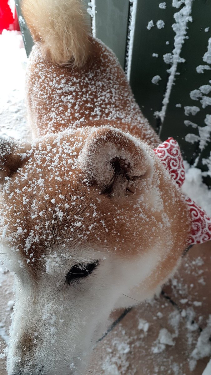 揚げパン帰宅でーす 