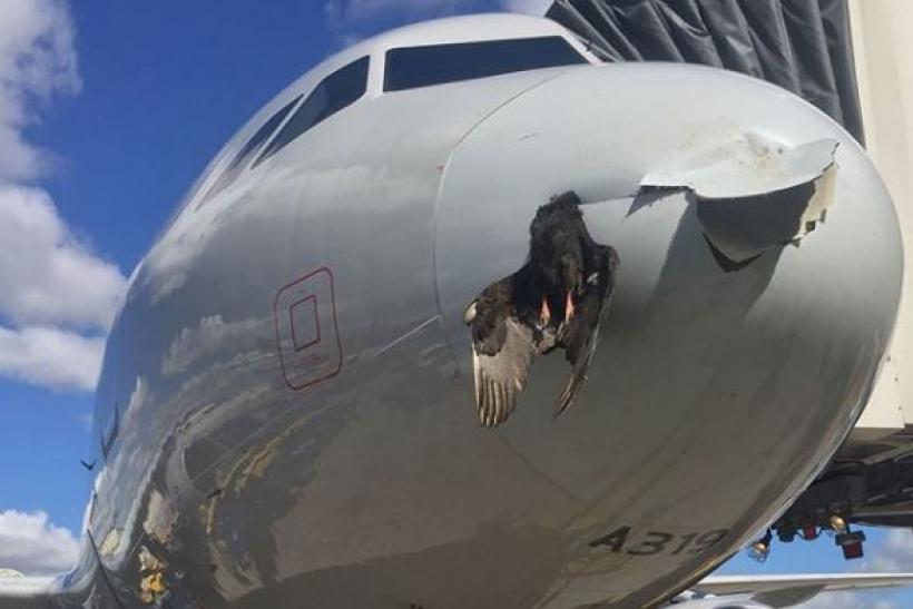 機首にバードストライクするとこうなる。 