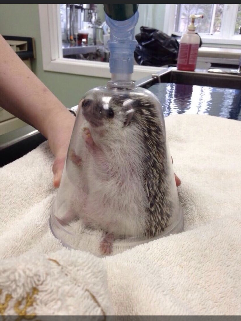 これは全身麻酔されるハリネズミ🦔 