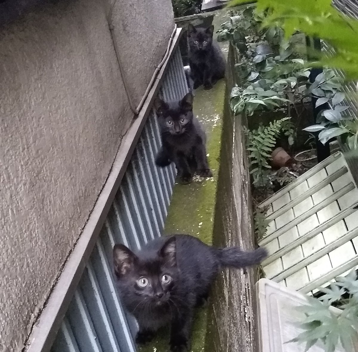 「もう一度ジェットストリームアタックをかけるぞ！」 