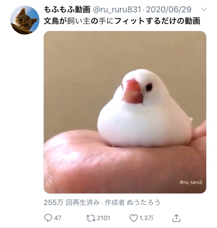 動物かわいい系の泥棒アカウントは絶対に見てはいけない