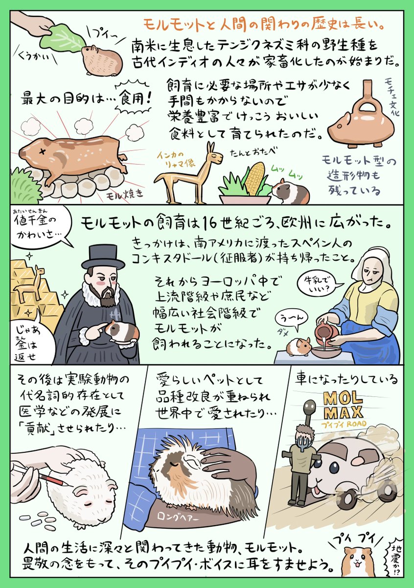 このところ世間をプイプイ言わせている、愛すべきげっ歯類「モルモット」の図解です