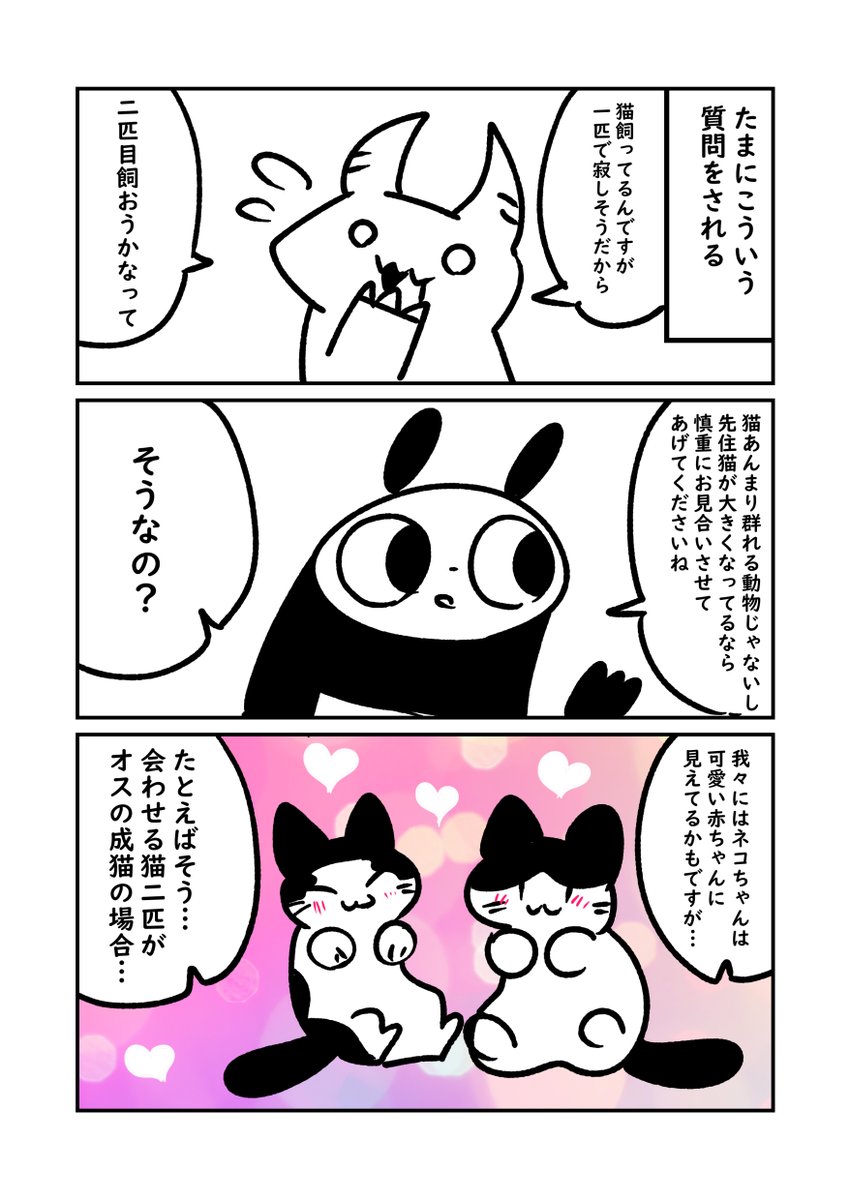 ネコちゃんって数匹で飼うと超かわいい… 猫同士を会わせる時 多頭飼いする時はこのことを想像してみてね 