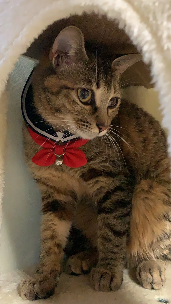 【拡散希望】 ニャイタが昨日の夕方、お風呂の排水口から外に逃げ出してしまったようです…