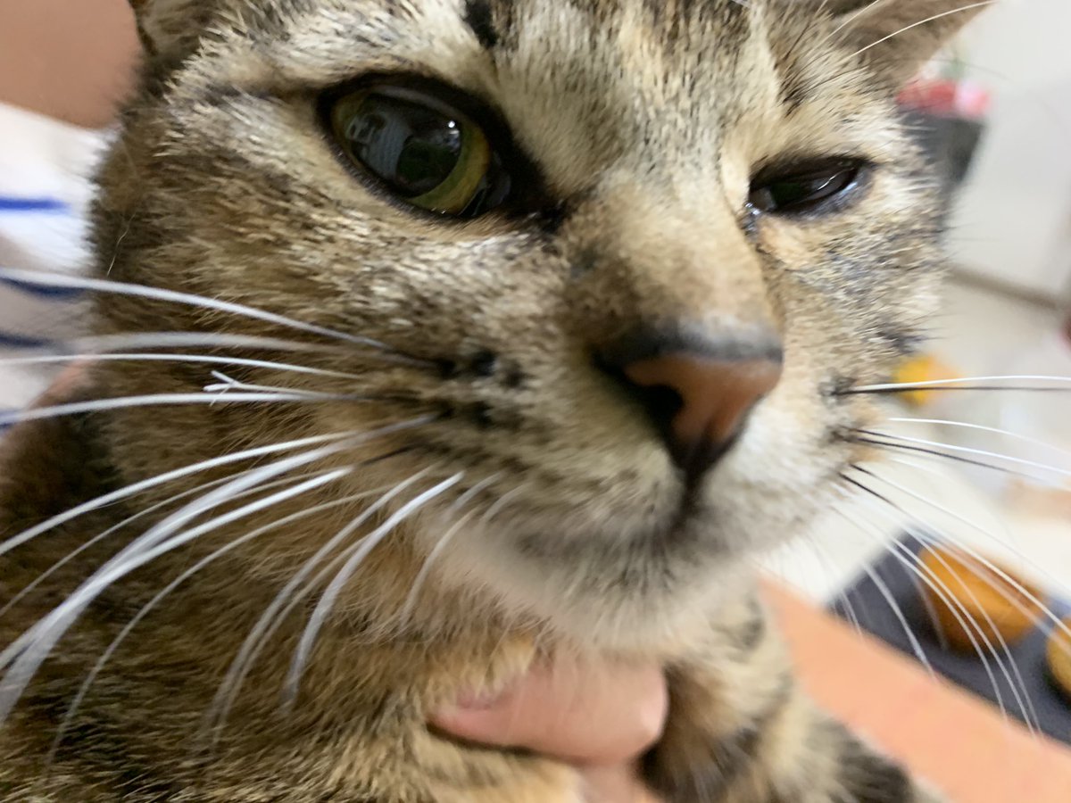 【拡散希望】 ニャイタが昨日の夕方、お風呂の排水口から外に逃げ出してしまったようです…