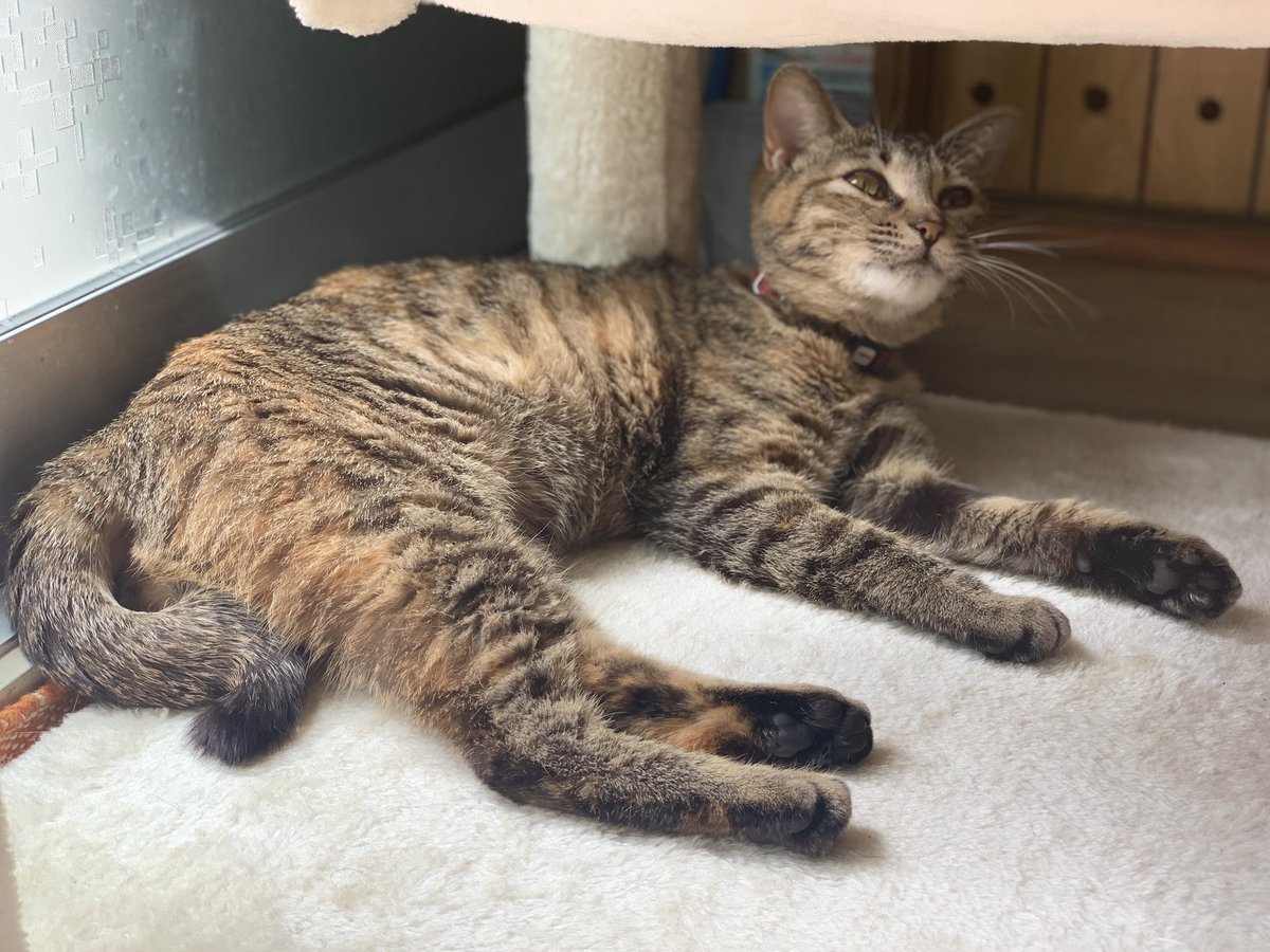 【拡散希望】 ニャイタが昨日の夕方、お風呂の排水口から外に逃げ出してしまったようです…