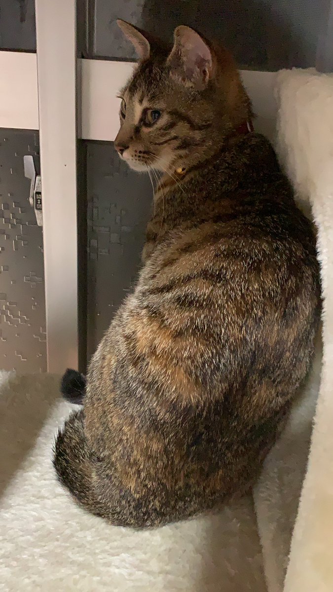 【拡散希望】 ニャイタが昨日の夕方、お風呂の排水口から外に逃げ出してしまったようです…