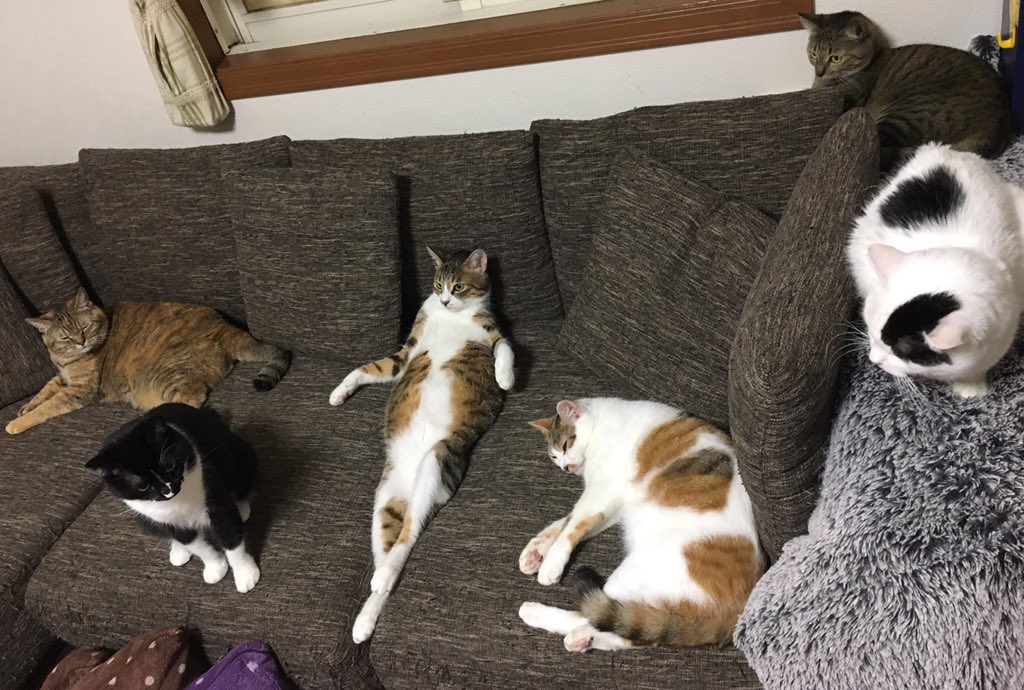 わたしの家には自分が猫だと自覚していない子がいます...真ん中に...😹  #我が家のねこ自慢 