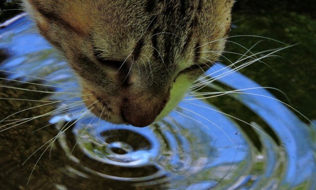 最近暑くなってきたからといって、猫の飲み水に氷を浮かべるのはやめたほうが良いです