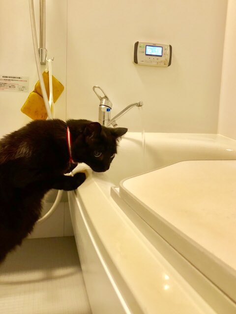 カビ取り剤などの塩素系洗浄剤を使う際は猫を絶対に近づけないでください⚠️飼い主がお風呂掃除しているのを近くで見ていただけで数日後に死亡した例もあったそう