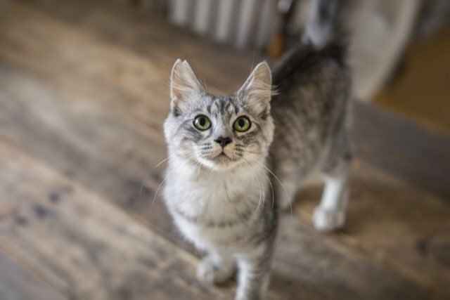 1回のごはん量を少なくしてこまめに与えると良いです🐈