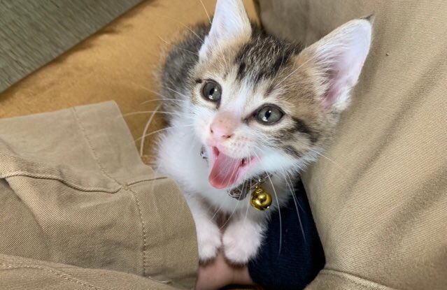 猫は自分の気持ちを主に