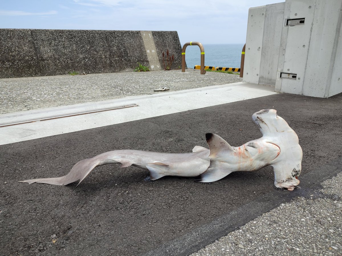  サメ満載のトラックと、すれ違った〜 と思ったら、先の道路に落ちてる(^_^;) 