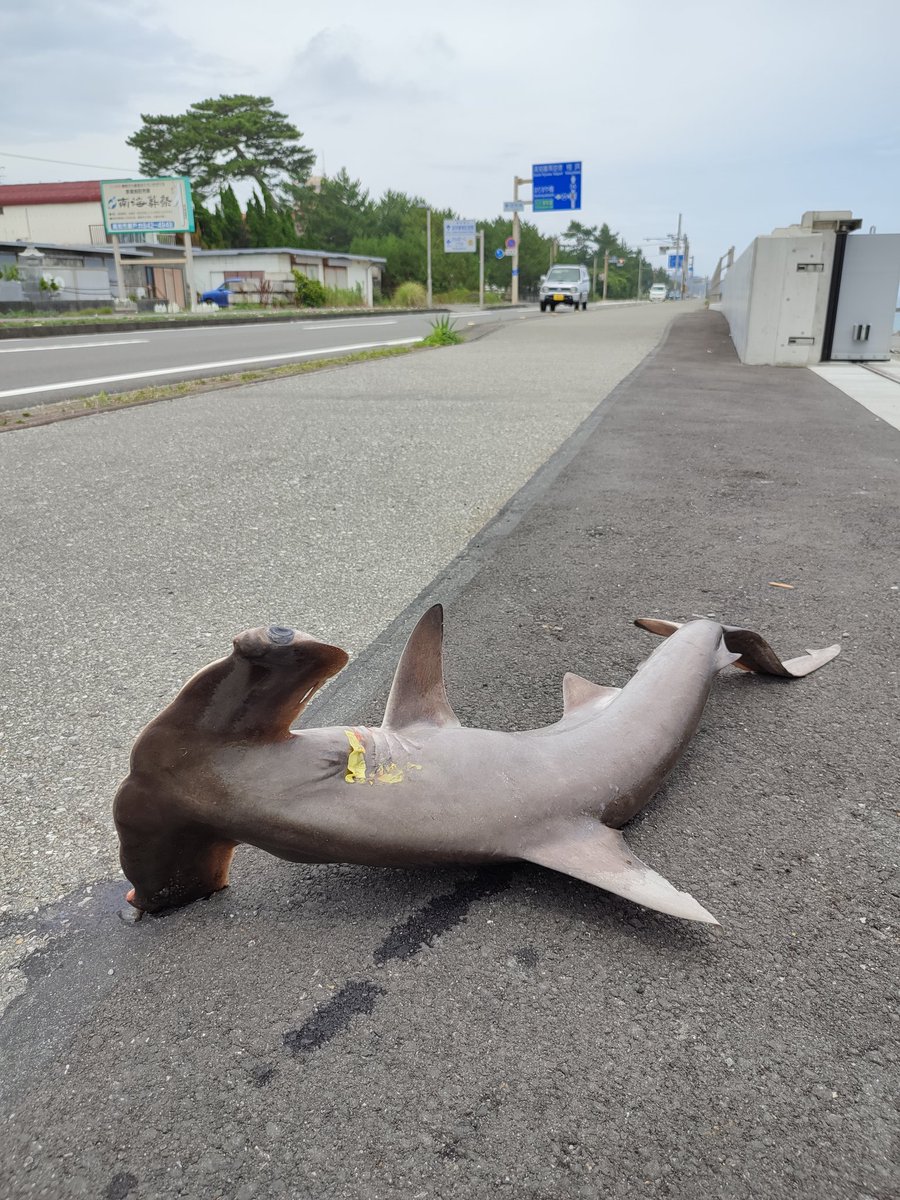  サメ満載のトラックと、すれ違った〜 と思ったら、先の道路に落ちてる(^_^;) 