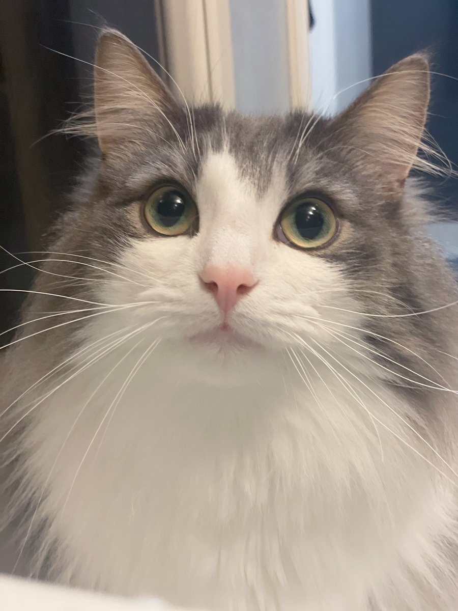 ←飼い主が風呂でゲームしてる時の猫  ゲームやめて名前読んだ時の猫→ 