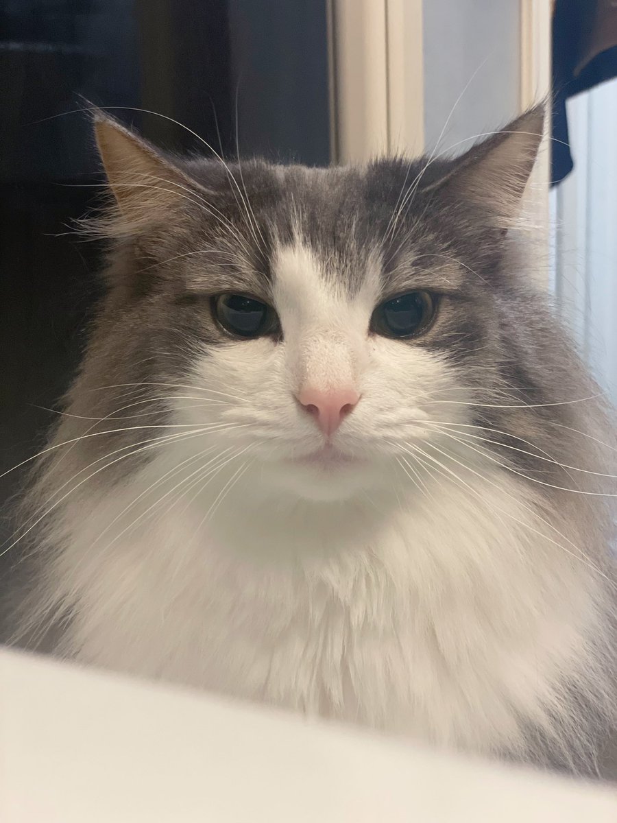 ←飼い主が風呂でゲームしてる時の猫  ゲームやめて名前読んだ時の猫→ 