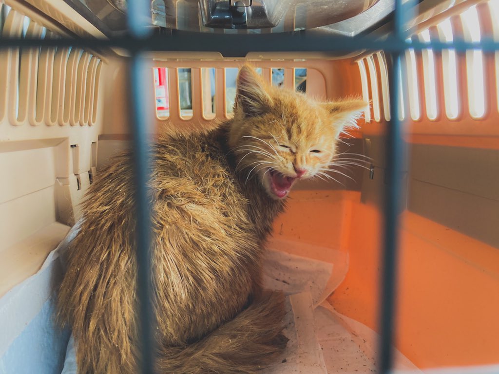 雪の中から鳴き声が聞こえて3時間掘り続けて保護 