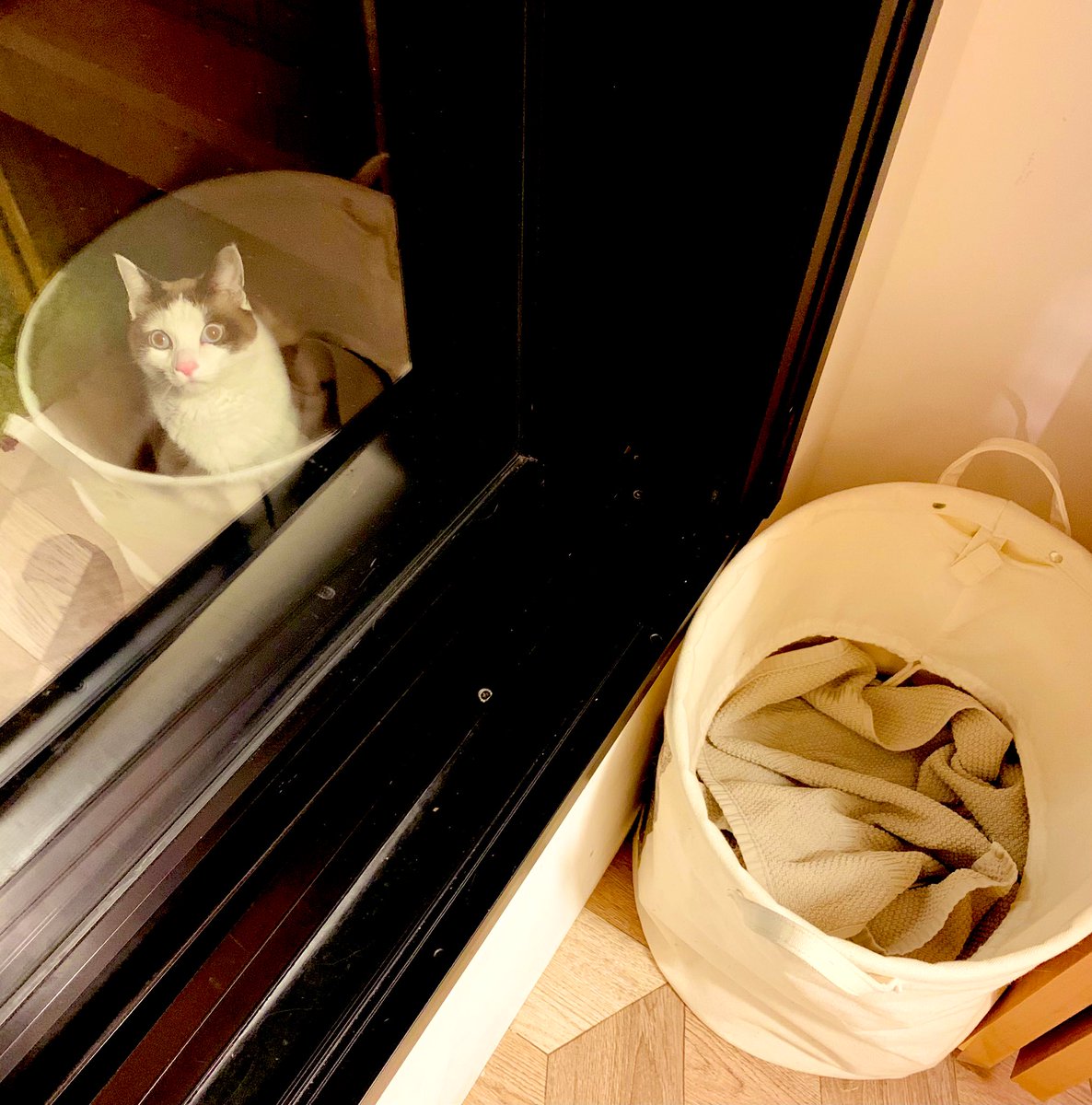 籠の中を二度見した 