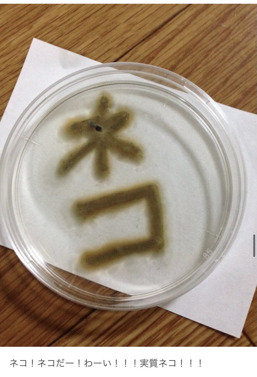 数年前野良猫から採取した菌を育てて楽しんでいた頃のブログをなんとなく読み返していたら結構面白かったので見てください