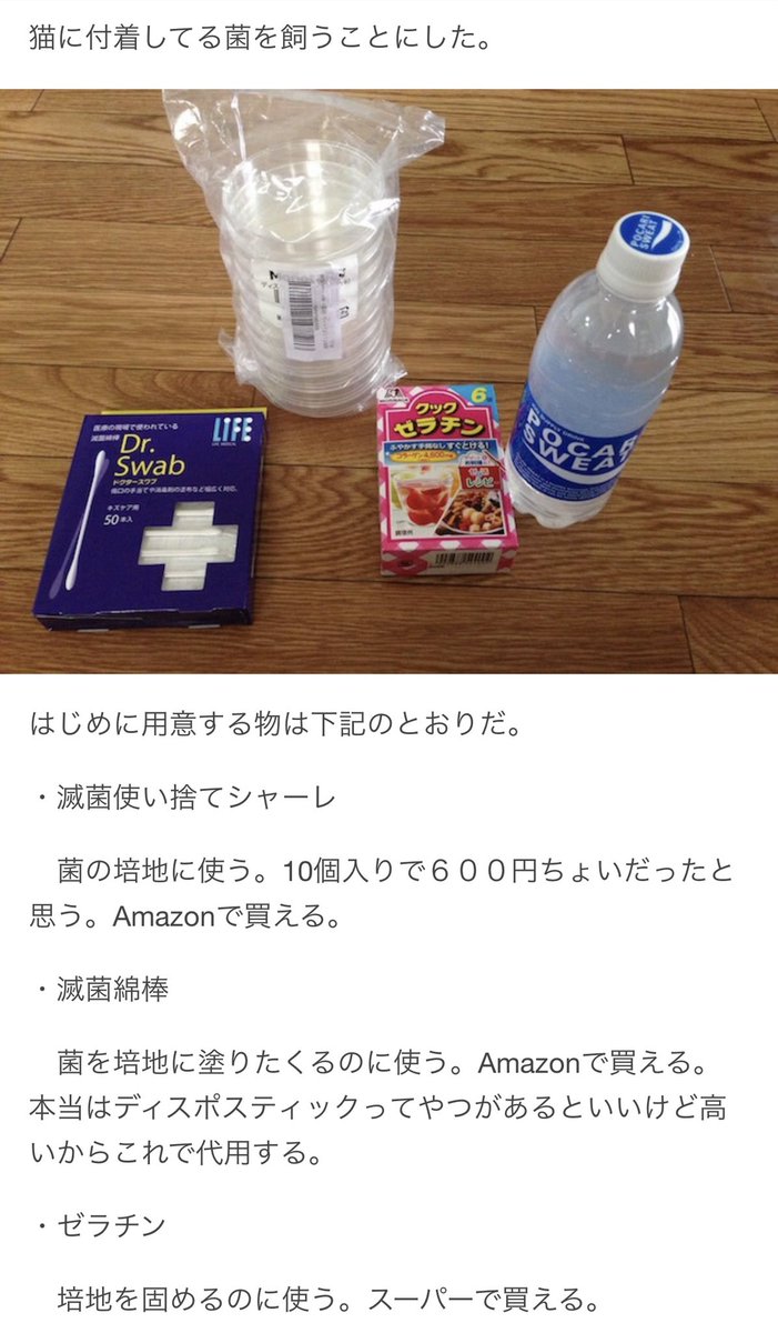 数年前野良猫から採取した菌を育てて楽しんでいた頃のブログをなんとなく読み返していたら結構面白かったので見てください