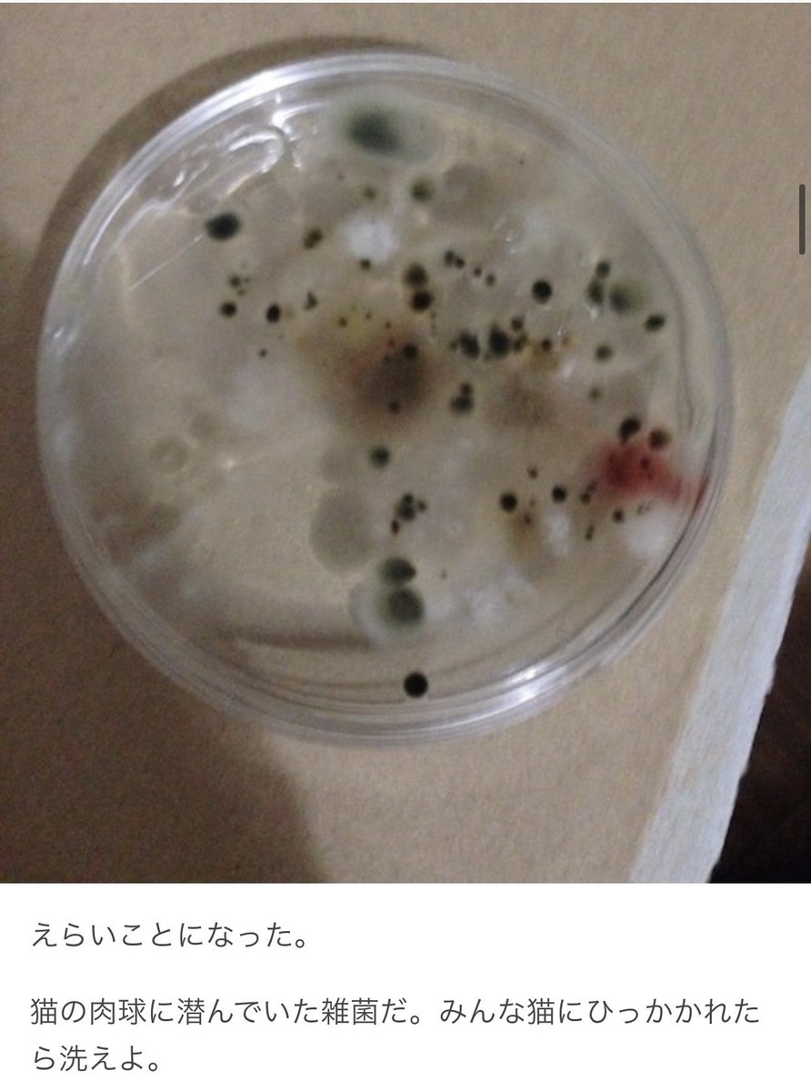 数年前野良猫から採取した菌を育てて楽しんでいた頃のブログをなんとなく読み返していたら結構面白かったので見てください
