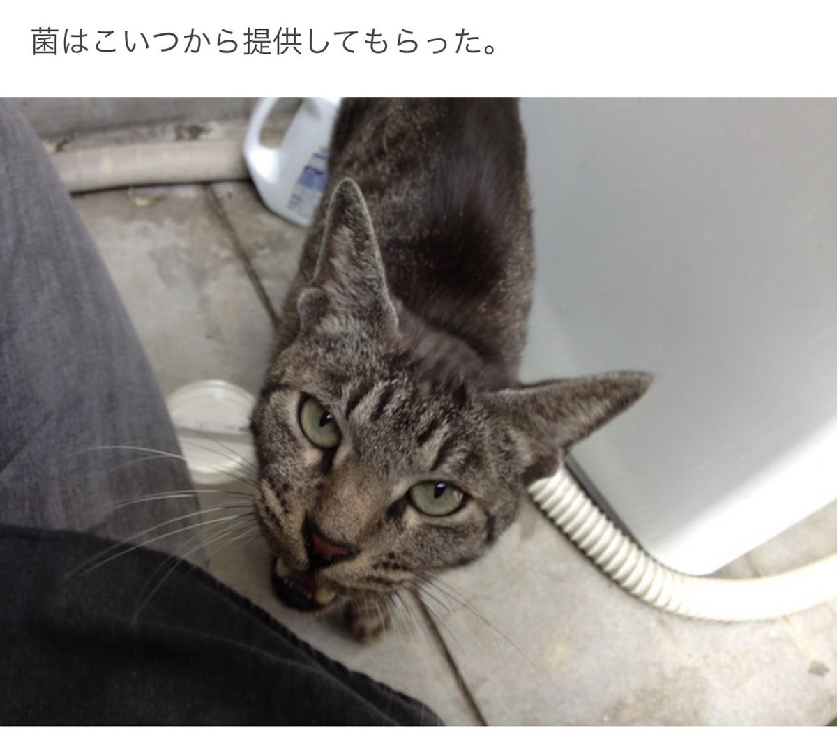 数年前野良猫から採取した菌を育てて楽しんでいた頃のブログをなんとなく読み返していたら結構面白かったので見てください