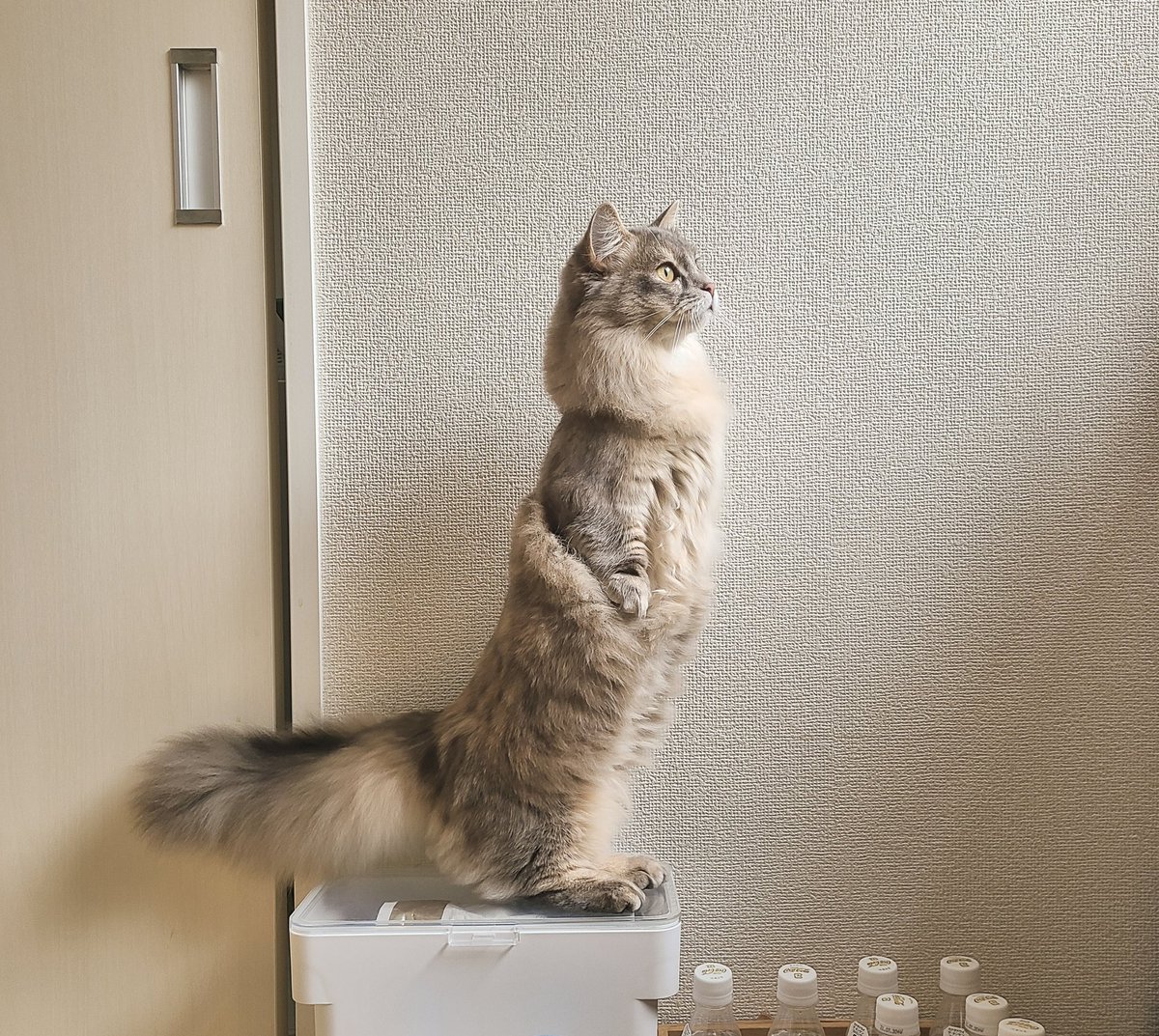 棚の上にある植物(の中の猫草)が気になるけど棚の上も乗っちゃだめなの知ってるからお尻まで浮かせて全力オオタチスタイルで見てる 