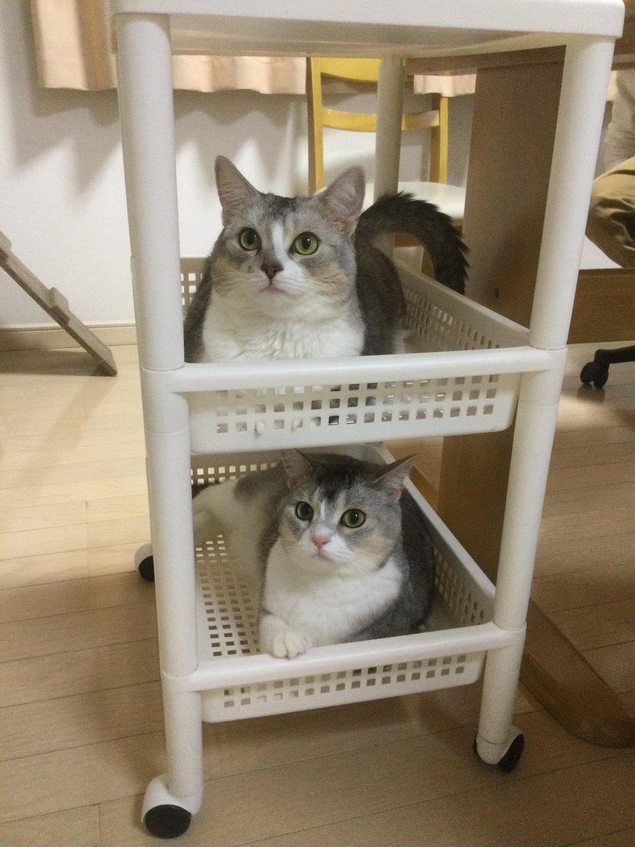 リビングのテーブルにサイドワゴン置いたら、早速入ってる！ ＃猫 