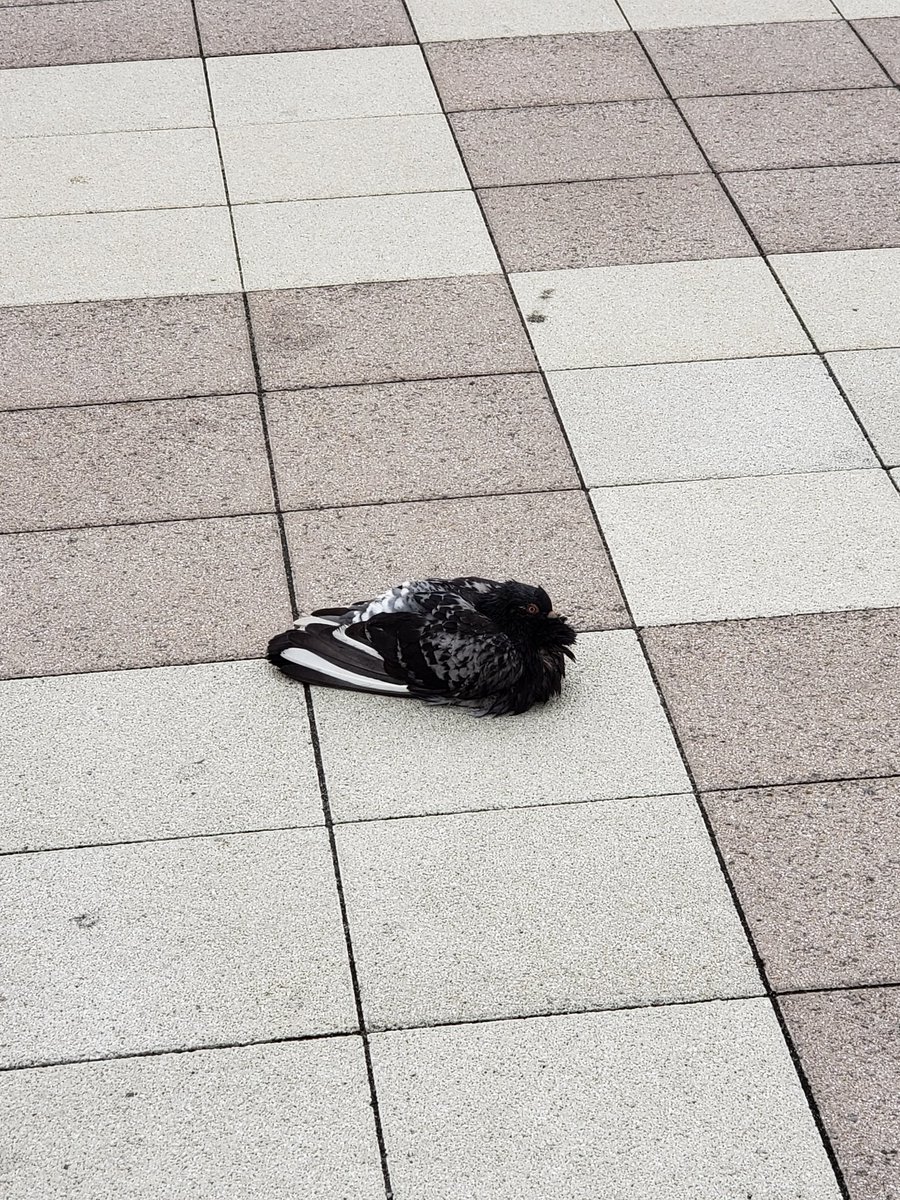 スニーカー落ちてるって思ったらハト だった…👟 