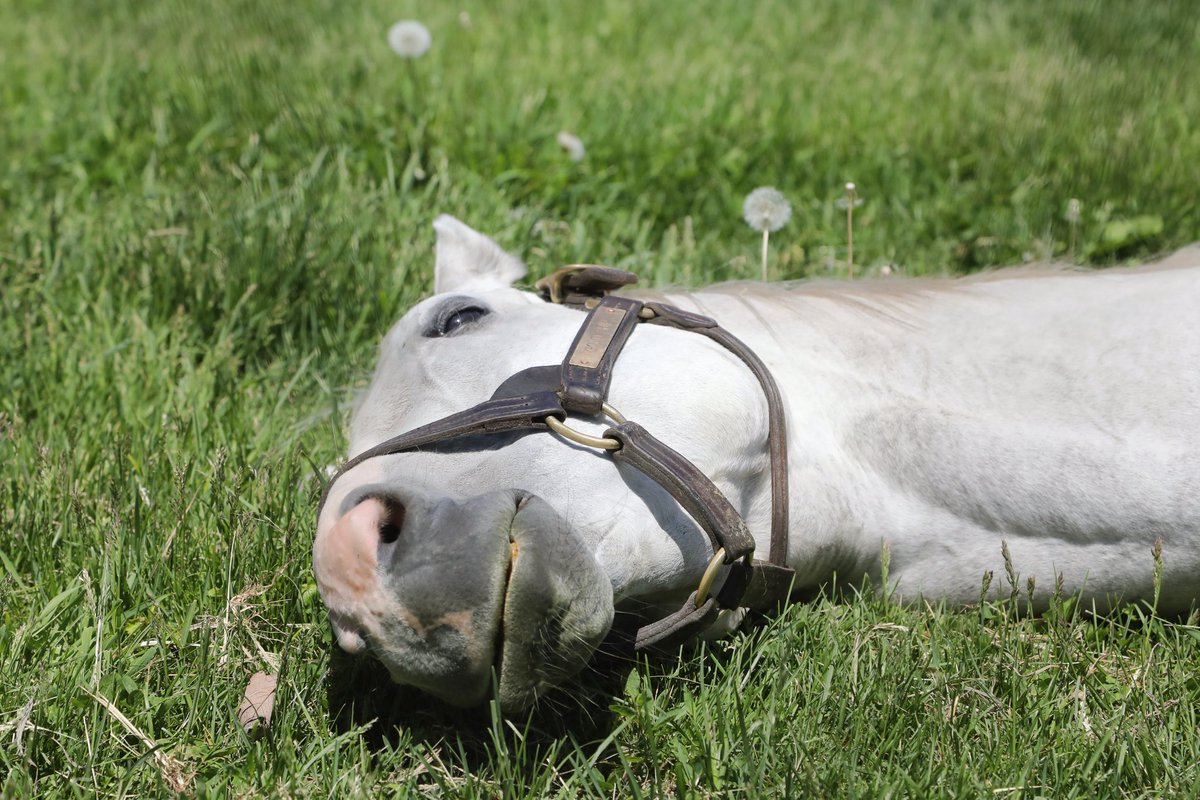 グラスワンダーのタンポポの動画は馬違いだったけど、タンポポの横で寝るゴールドシップもかわいいから見て欲しい😊