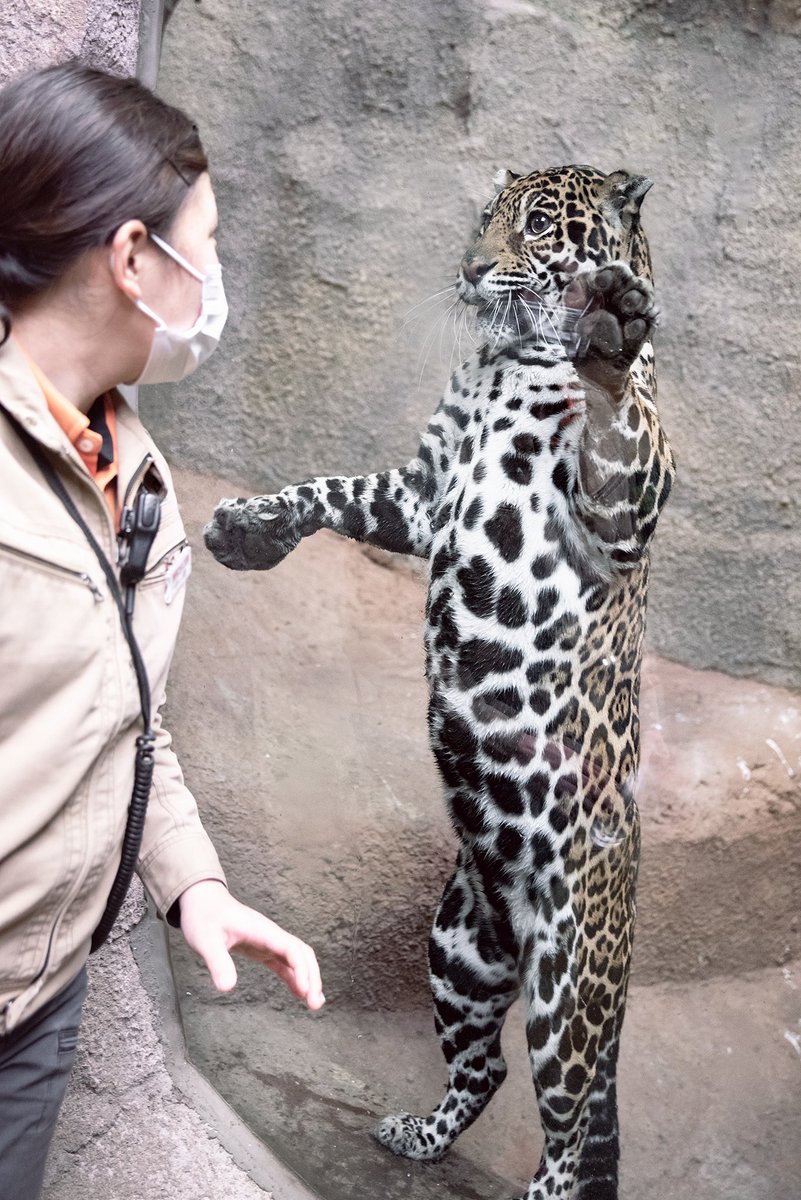 環境整備に来た飼育員さんに遊んでアピールするルナ 