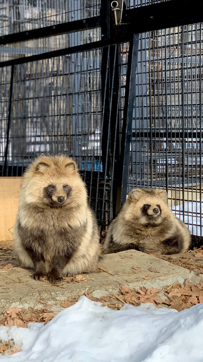 左:エゾタヌキ（固体）#シロ 右:エゾタヌキ（液体）#あん 　 エゾタヌキ（球体） #おびひろ動物園　#エゾタヌキ #obihirozoo　　　#raccoondog #今日のたぬき　　#tanuki 