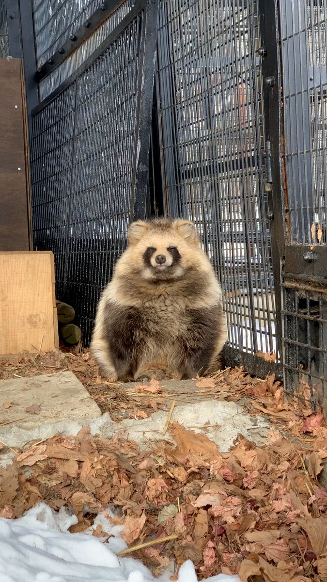 左:エゾタヌキ（固体）#シロ 右:エゾタヌキ（液体）#あん 　 エゾタヌキ（球体） #おびひろ動物園　#エゾタヌキ #obihirozoo　　　#raccoondog #今日のたぬき　　#tanuki 