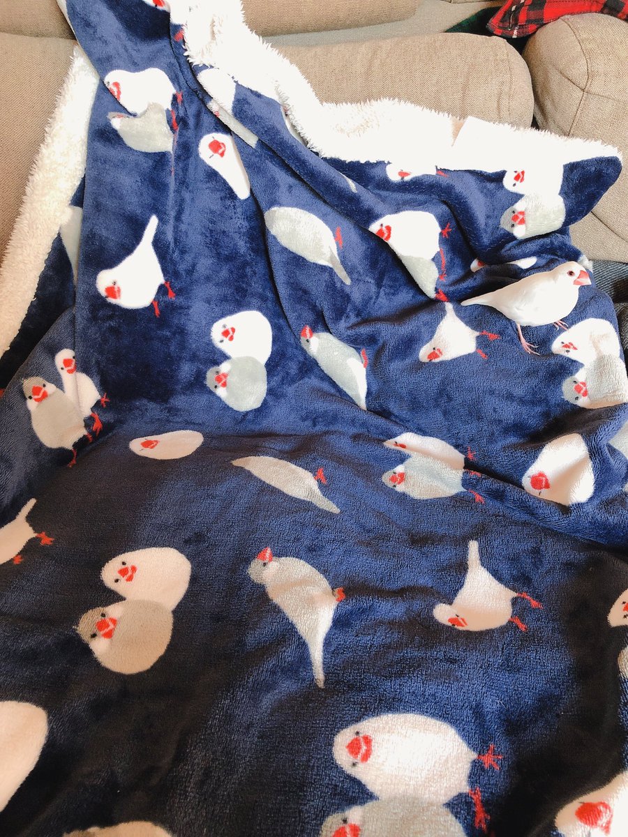 文鳥‥一瞬見失いました 