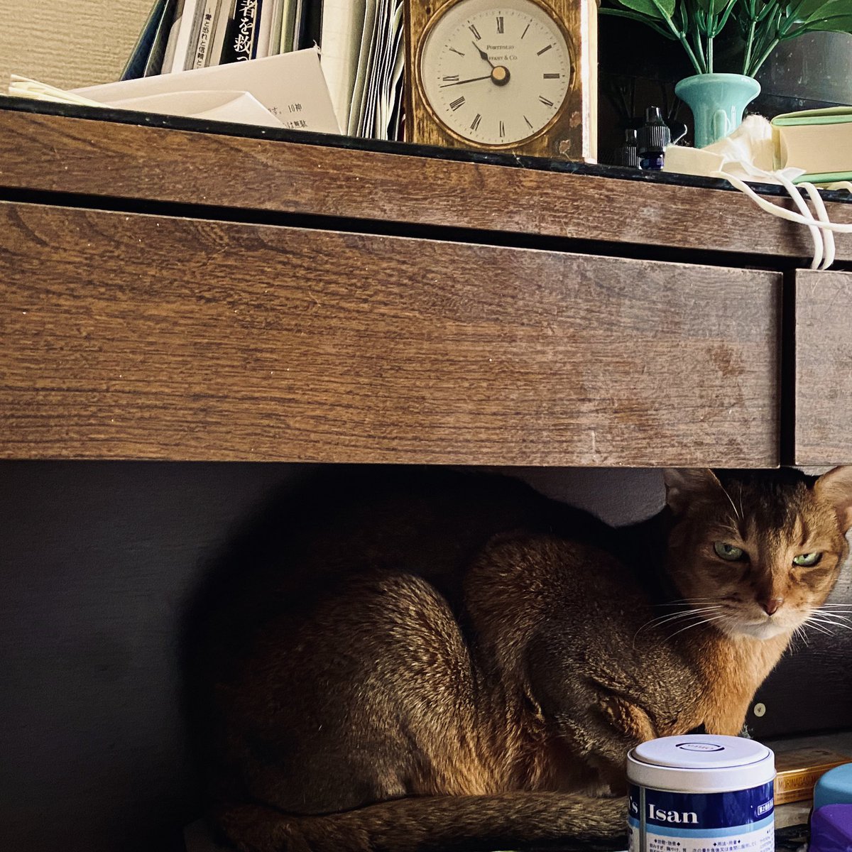 この猫君、最近死んだ友人の部屋に一人とり残されており、僕と母とで日々餌遣りに通っている