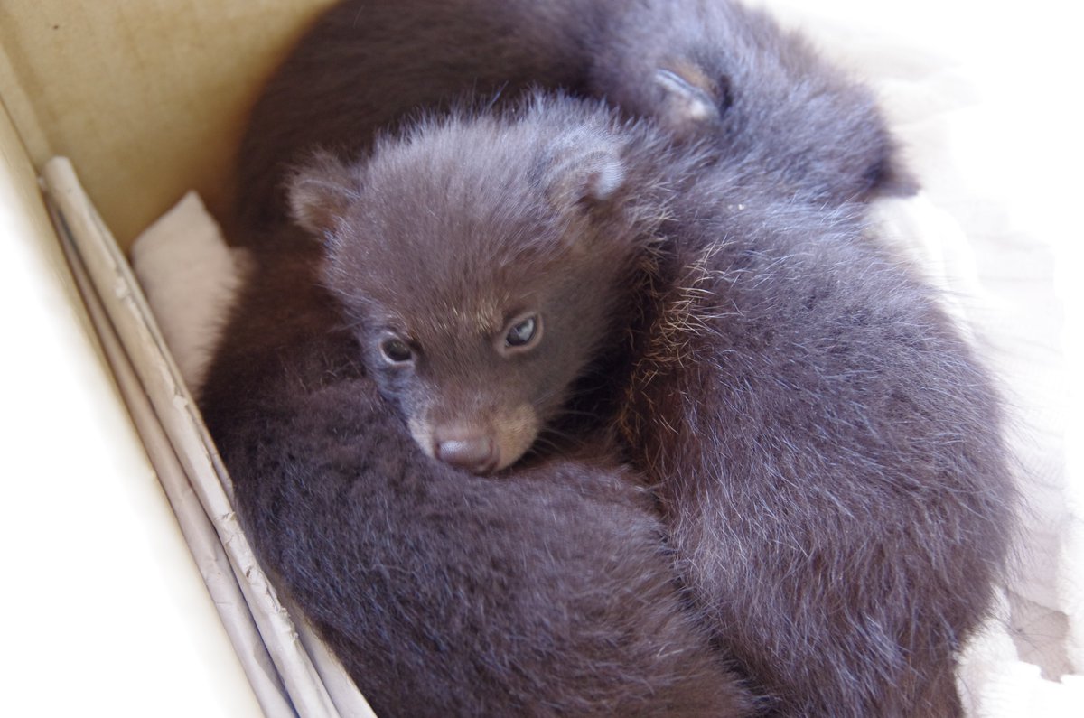 今年もそろそろ注意喚起の季節です  「拾ったその子犬、実はタヌキです」  ５～６月は排水溝などで子ダヌキが生まれています
