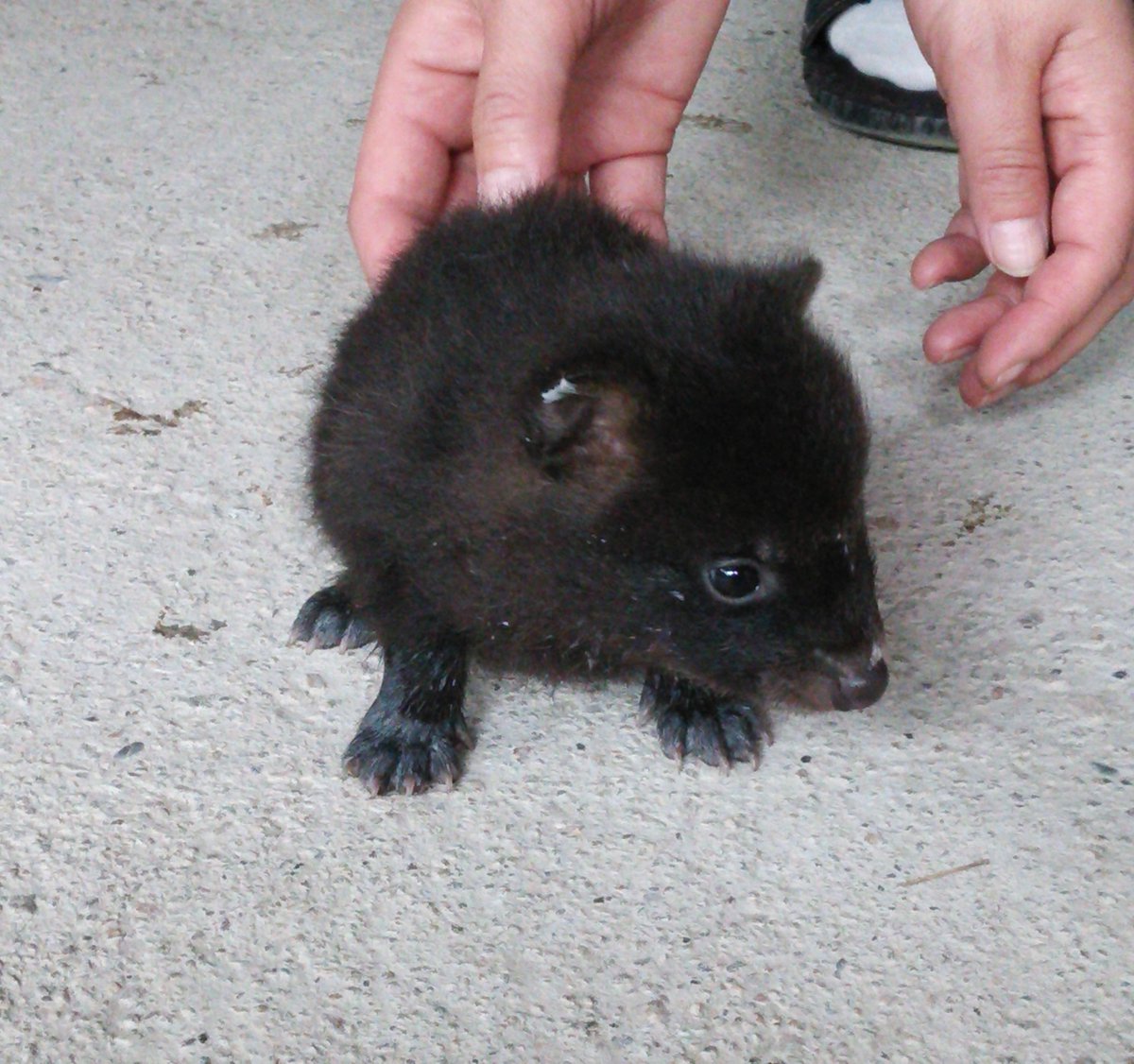 今年もそろそろ注意喚起の季節です  「拾ったその子犬、実はタヌキです」  ５～６月は排水溝などで子ダヌキが生まれています