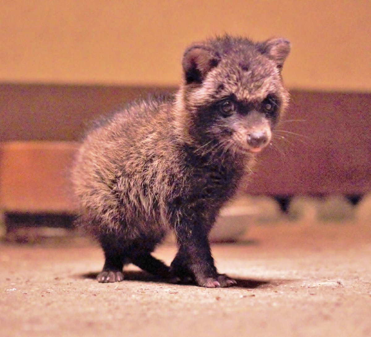 今年もそろそろ注意喚起の季節です  「拾ったその子犬、実はタヌキです」  ５～６月は排水溝などで子ダヌキが生まれています