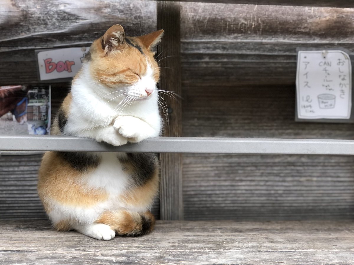 フォルムが最強にかわいい 