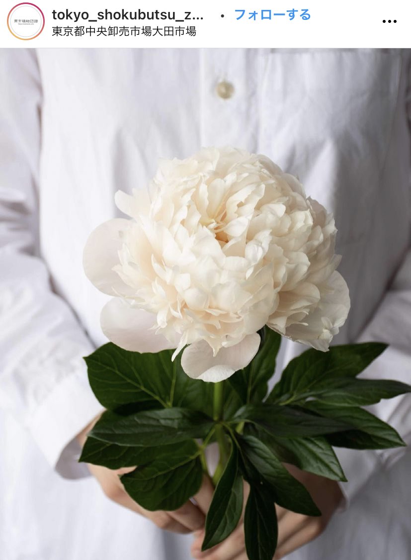 ふぁーーーーホワイトピーチってお名前の芍薬ですって……美……… 