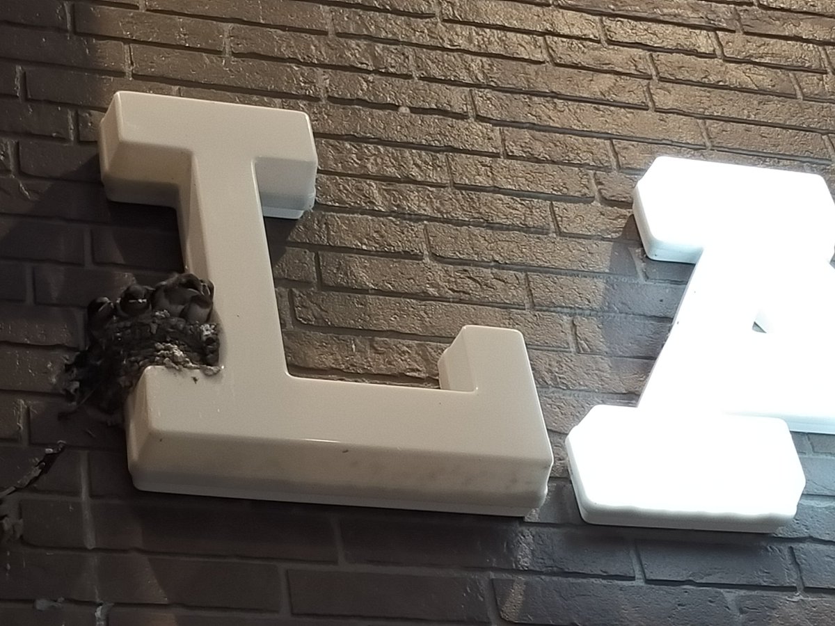 ツバメのためにローソンの L の字の照明を落とす優しいローソン。 