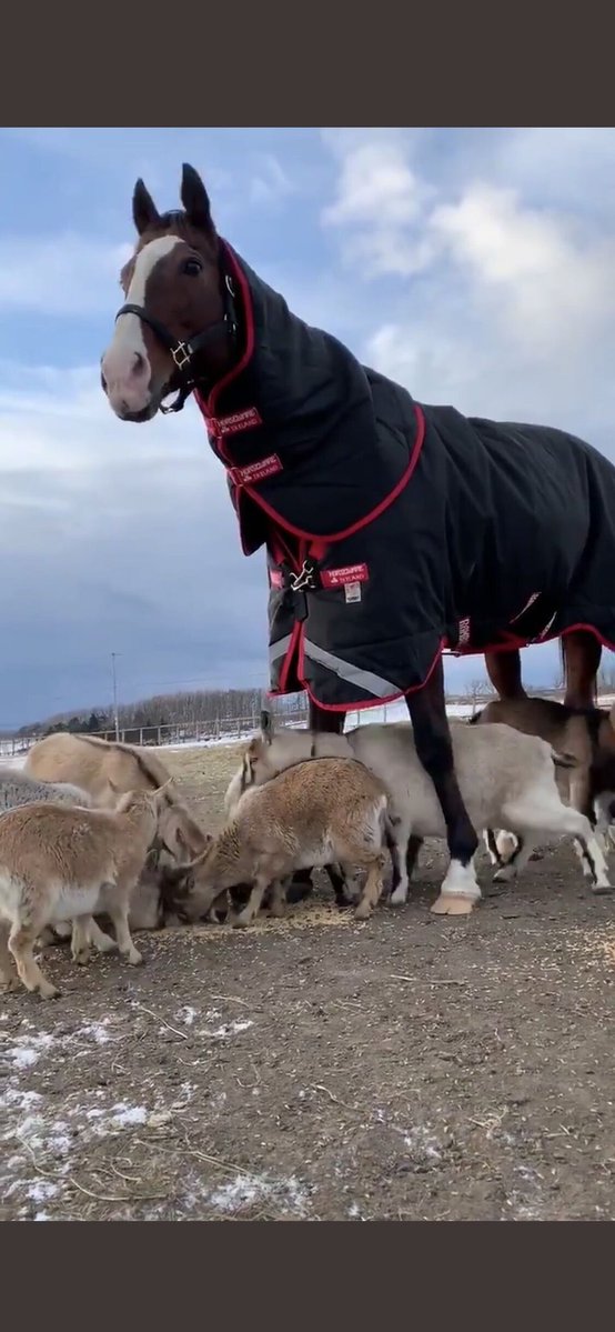 寝ながらたんぽぽ食べてたら太っちゃったグラスワンダーも好きやけどヤギの王メイショウドトウも好き 