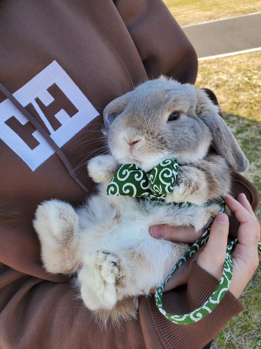 なんだこのぬいぐるみ 