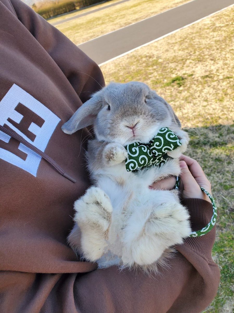 なんだこのぬいぐるみ 