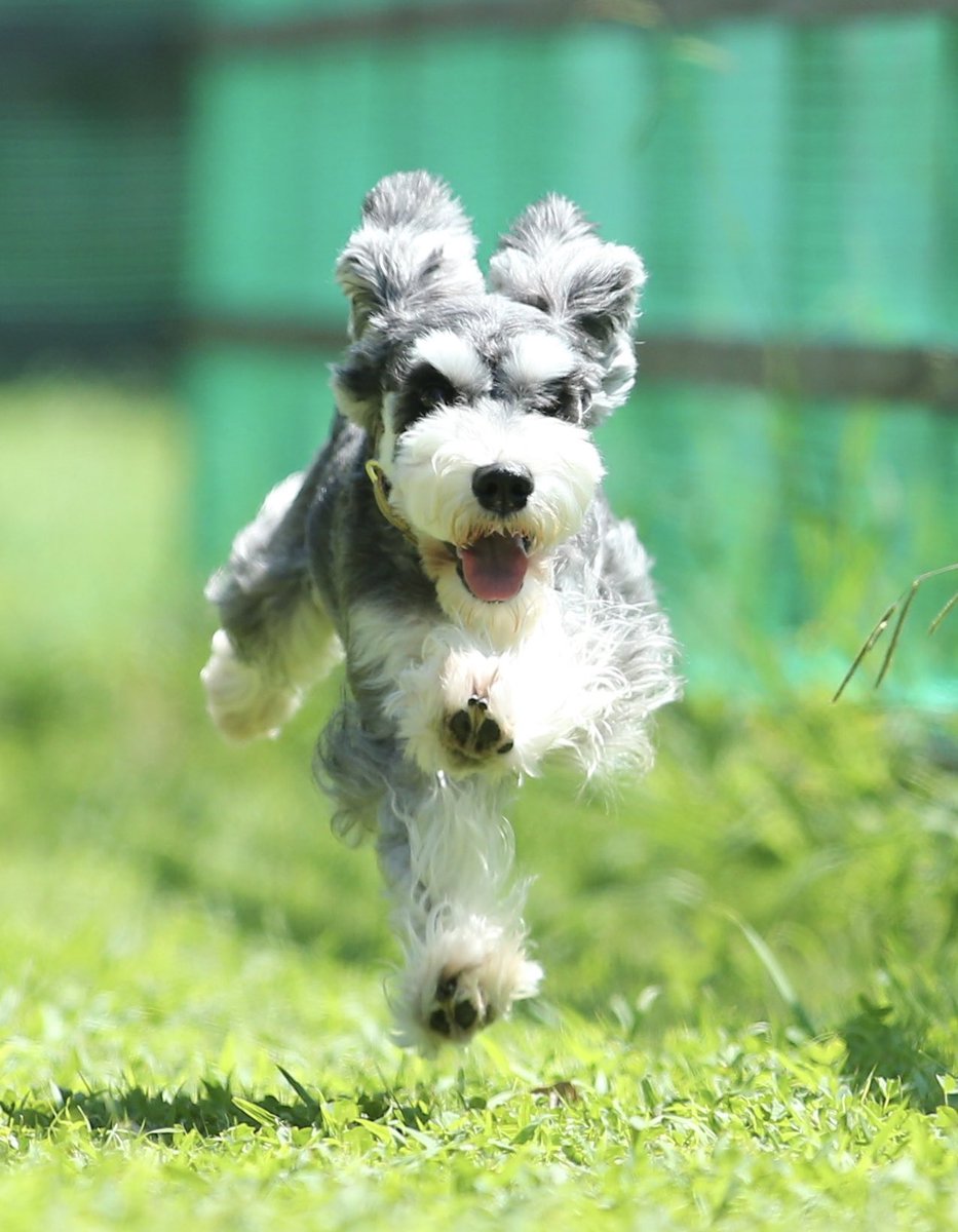 いい写真撮ってもらえたなって思ったんだけど、なんかじっと見てたら二本足で走ってるようにしか見えなくなってきた…