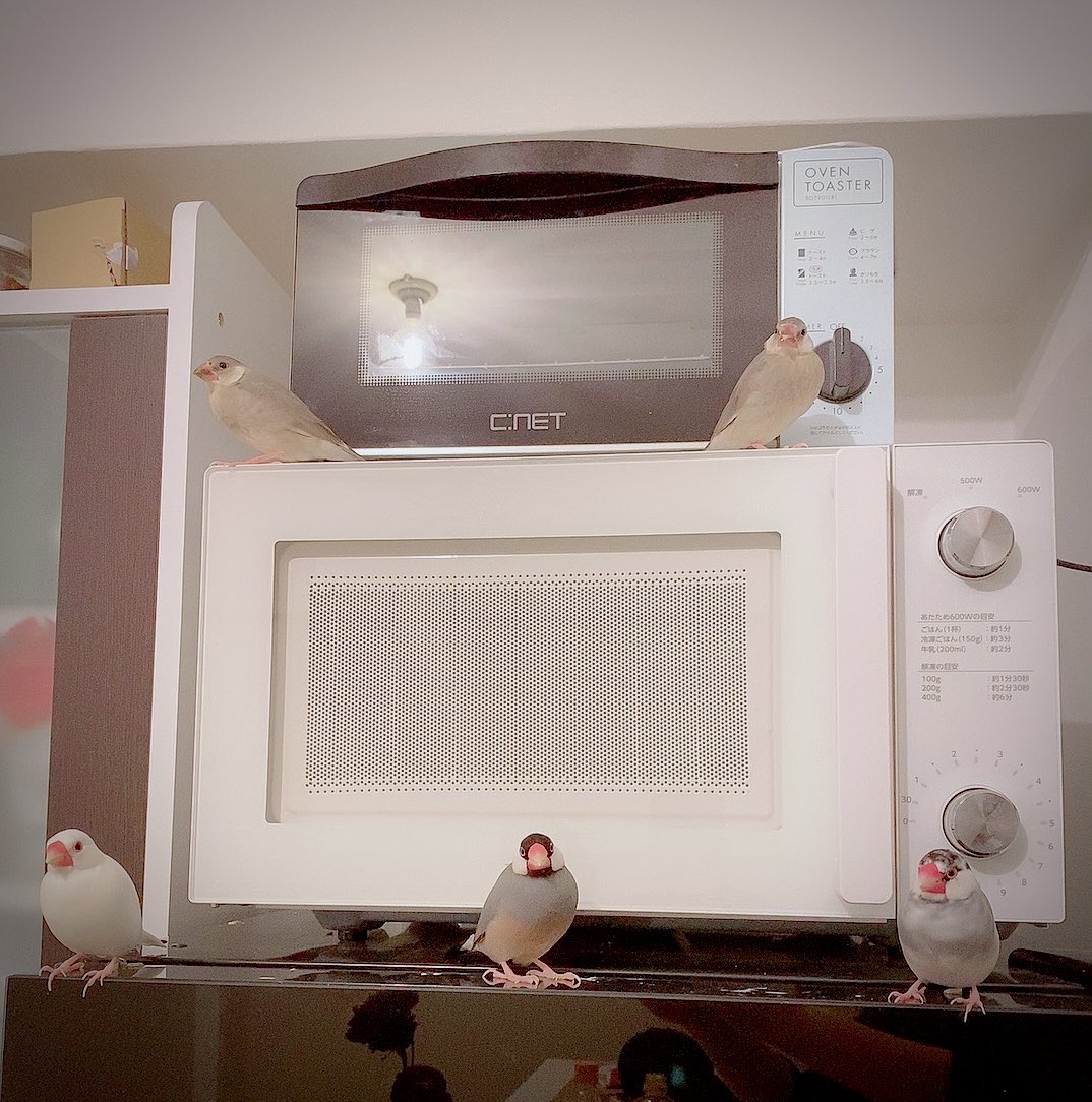 だから謎のﾌｫｰﾒｰｼｮﾝやめてwwwwwwww 