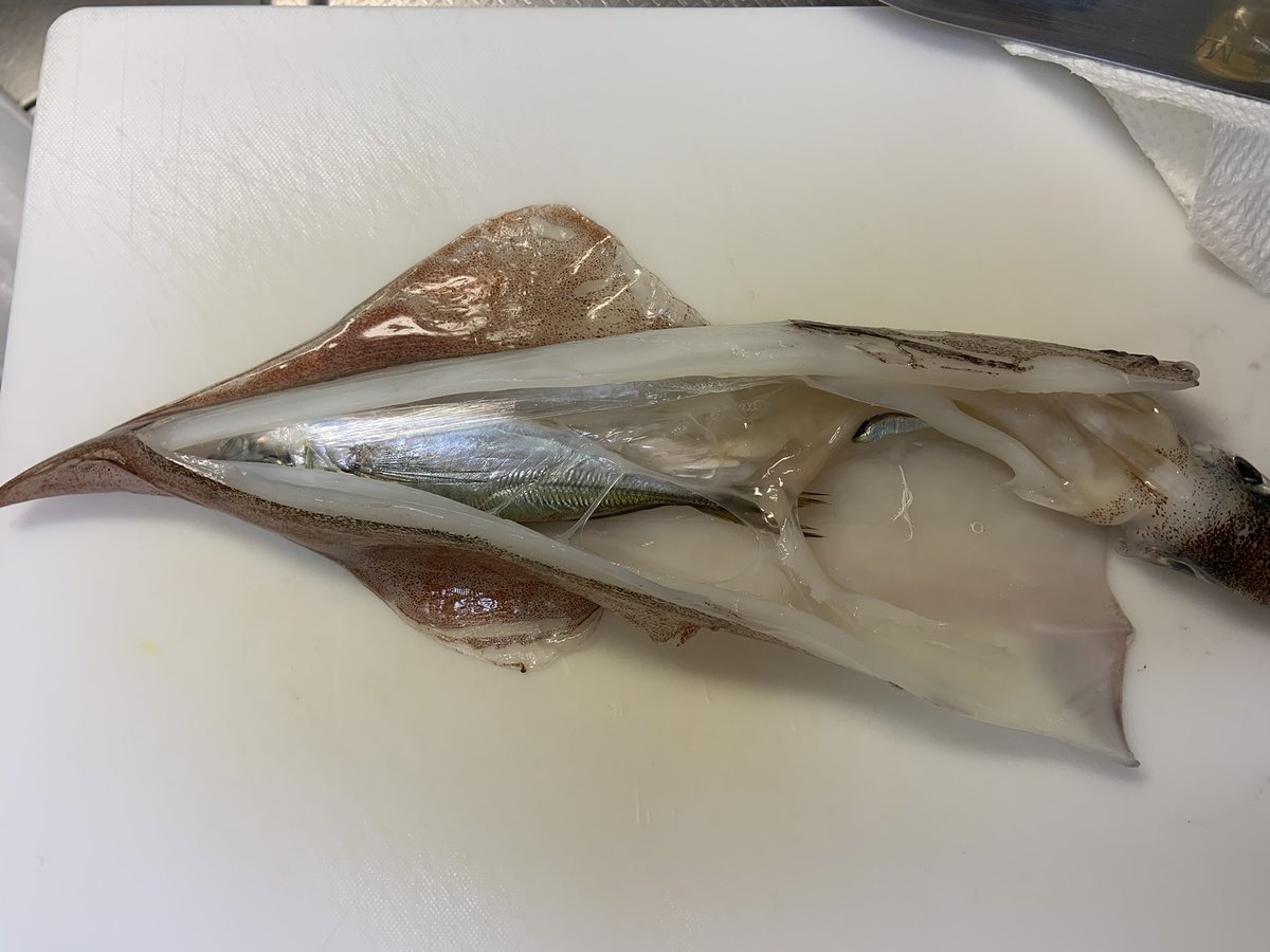 イカを捌いたらアジが出て来た！ 