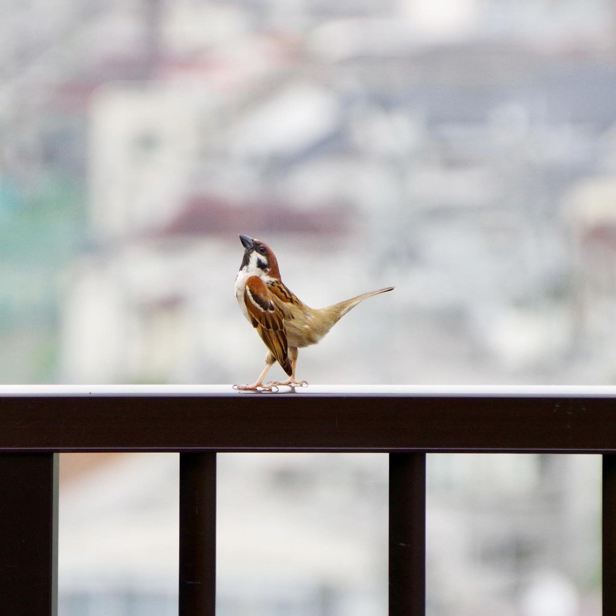 表現力のスゴすぎるスズメがいた。 