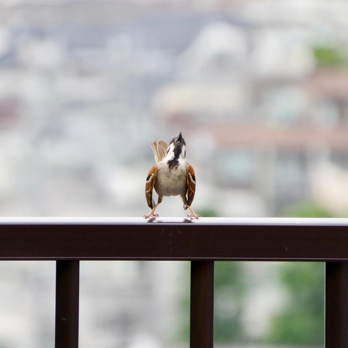 表現力のスゴすぎるスズメがいた。 