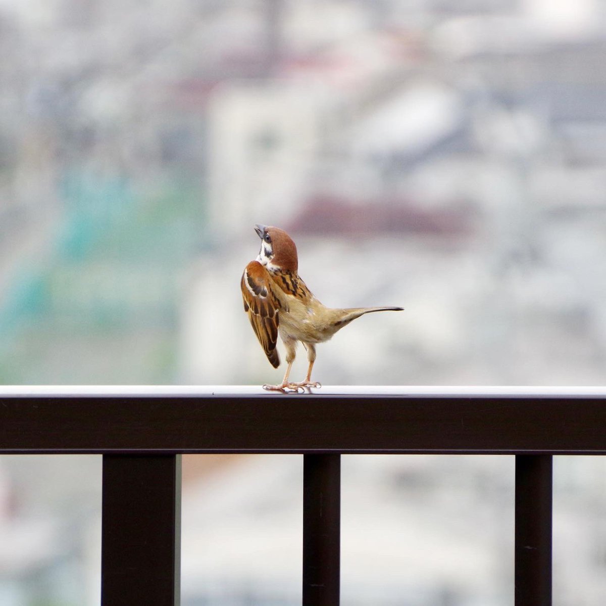 表現力のスゴすぎるスズメがいた。 